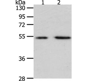 PSMD5 Antibody from Signalway Antibody (35896) - Antibodies.com