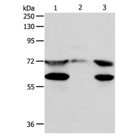 SPDL1 Antibody from Signalway Antibody (35932) - Antibodies.com