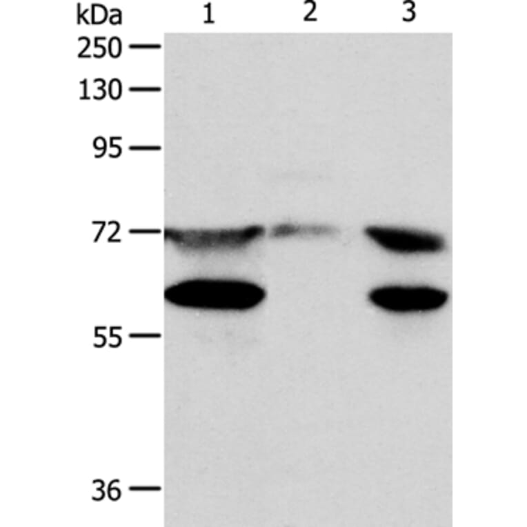 SPDL1 Antibody from Signalway Antibody (35932) - Antibodies.com