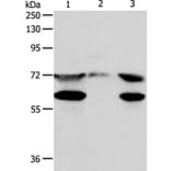 SPDL1 Antibody from Signalway Antibody (35932) - Antibodies.com