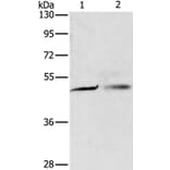 PGBD4 Antibody from Signalway Antibody (35997) - Antibodies.com