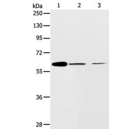 ABCE1 Antibody from Signalway Antibody (36004) - Antibodies.com