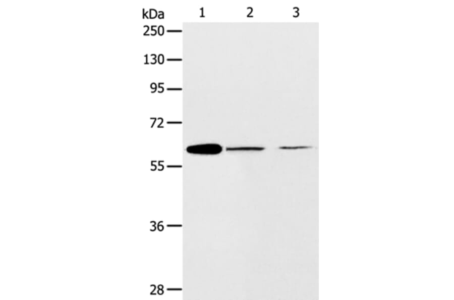 ABCE1 Antibody from Signalway Antibody (36004) - Antibodies.com