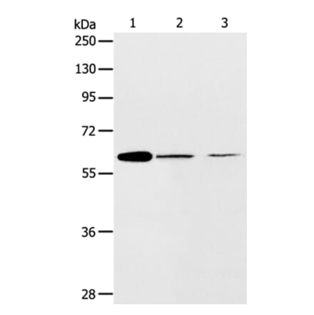 ABCE1 Antibody from Signalway Antibody (36004) - Antibodies.com