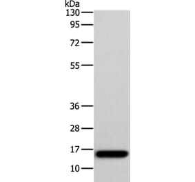 AP2S1 Antibody from Signalway Antibody (36110) - Antibodies.com