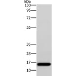 AP2S1 Antibody from Signalway Antibody (36110) - Antibodies.com