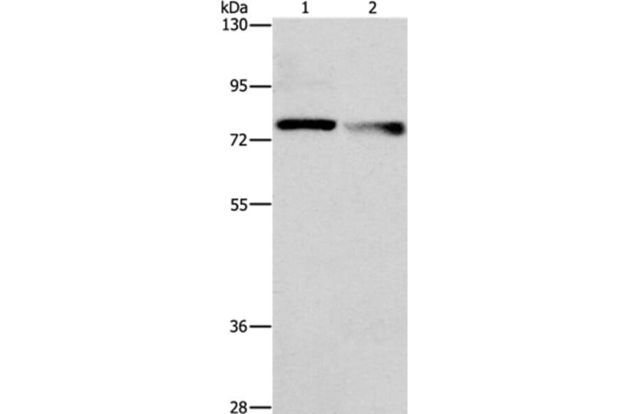 NEK11 Antibody from Signalway Antibody (36207) - Antibodies.com