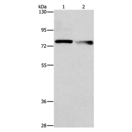 NEK11 Antibody from Signalway Antibody (36207) - Antibodies.com