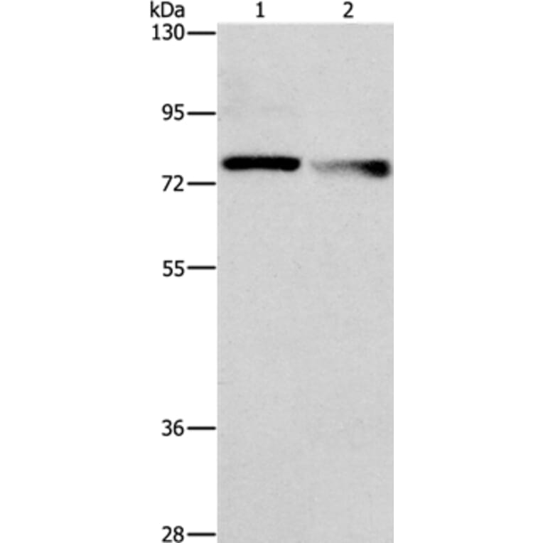NEK11 Antibody from Signalway Antibody (36207) - Antibodies.com