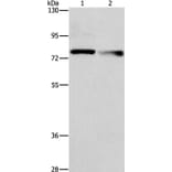 NEK11 Antibody from Signalway Antibody (36207) - Antibodies.com