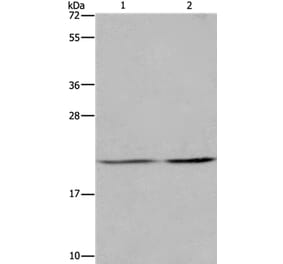 ASF1A Antibody from Signalway Antibody (36244) - Antibodies.com