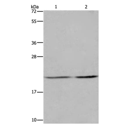 ASF1A Antibody from Signalway Antibody (36244) - Antibodies.com