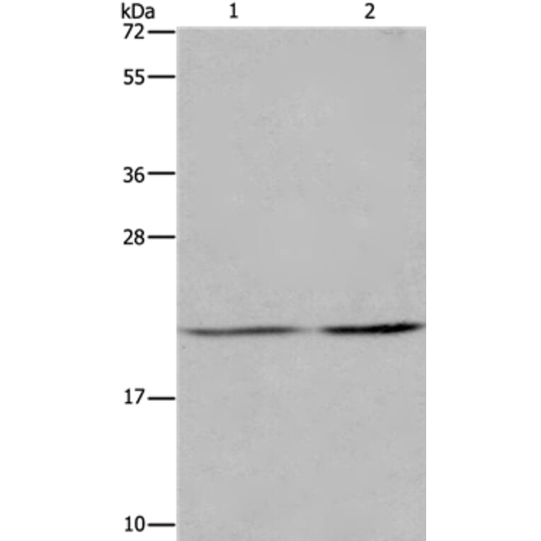 ASF1A Antibody from Signalway Antibody (36244) - Antibodies.com