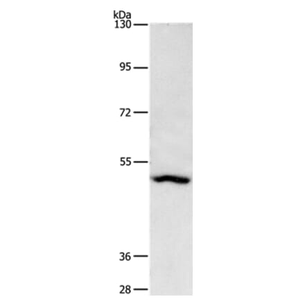ASB10 Antibody from Signalway Antibody (36265) - Antibodies.com