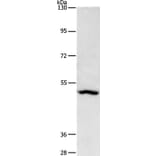 ASB10 Antibody from Signalway Antibody (36265) - Antibodies.com