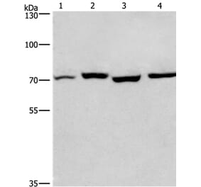 ARNTL Antibody from Signalway Antibody (36287) - Antibodies.com