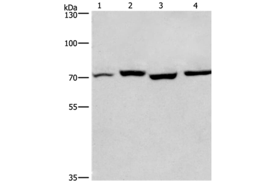 ARNTL Antibody from Signalway Antibody (36287) - Antibodies.com