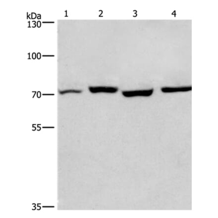 ARNTL Antibody from Signalway Antibody (36287) - Antibodies.com