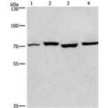 ARNTL Antibody from Signalway Antibody (36287) - Antibodies.com
