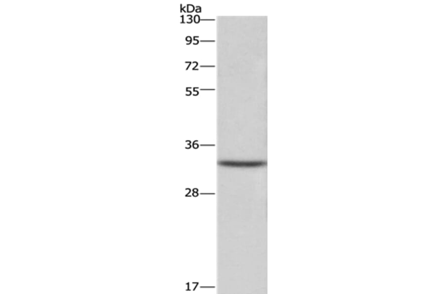CENPH Antibody from Signalway Antibody (36339) - Antibodies.com