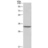 CENPH Antibody from Signalway Antibody (36339) - Antibodies.com