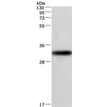 CENPP Antibody from Signalway Antibody (36340) - Antibodies.com