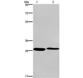 CPSF4 Antibody from Signalway Antibody (36367) - Antibodies.com