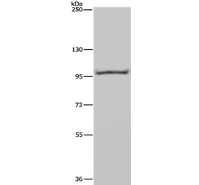 NEDD9 Antibody from Signalway Antibody (36517) - Antibodies.com