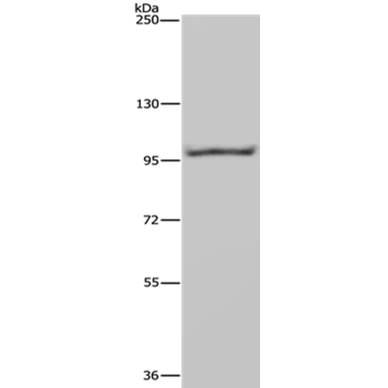 NEDD9 Antibody from Signalway Antibody (36517) - Antibodies.com