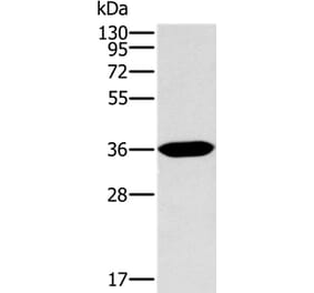 ITLN1 Antibody from Signalway Antibody (36560) - Antibodies.com