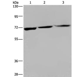 KLHL1 Antibody from Signalway Antibody (36572) - Antibodies.com