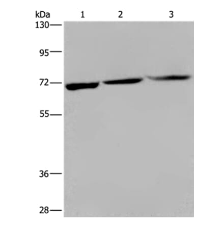 KLHL1 Antibody from Signalway Antibody (36572) - Antibodies.com