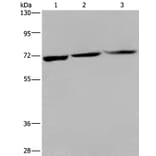 KLHL1 Antibody from Signalway Antibody (36572) - Antibodies.com