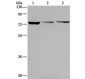 KLHL9 Antibody from Signalway Antibody (36574) - Antibodies.com