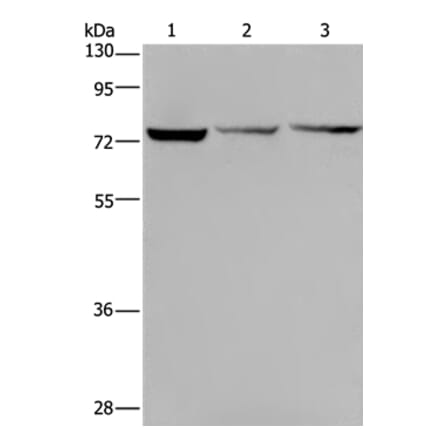 KLHL9 Antibody from Signalway Antibody (36574) - Antibodies.com