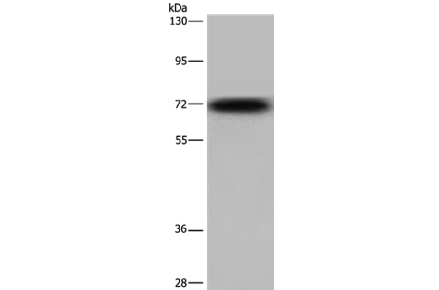 KCND3 Antibody from Signalway Antibody (36580) - Antibodies.com