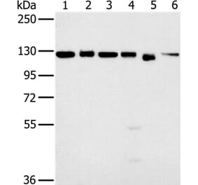 MATR3 Antibody from Signalway Antibody (36602) - Antibodies.com