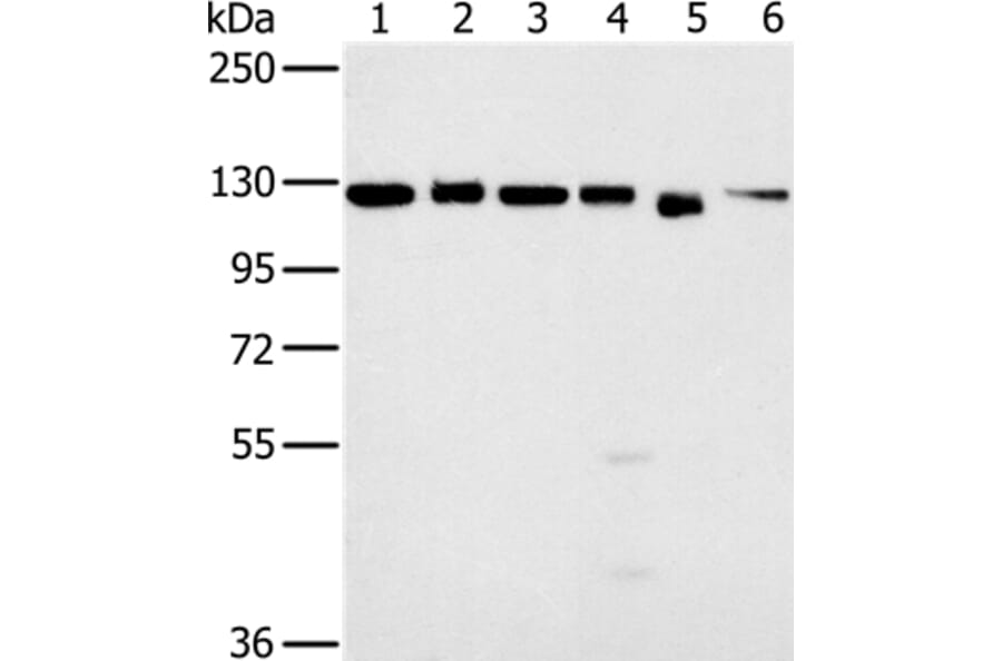 MATR3 Antibody from Signalway Antibody (36602) - Antibodies.com