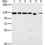 MATR3 Antibody from Signalway Antibody (36602) - Antibodies.com