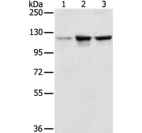 NAT10 Antibody from Signalway Antibody (36631) - Antibodies.com