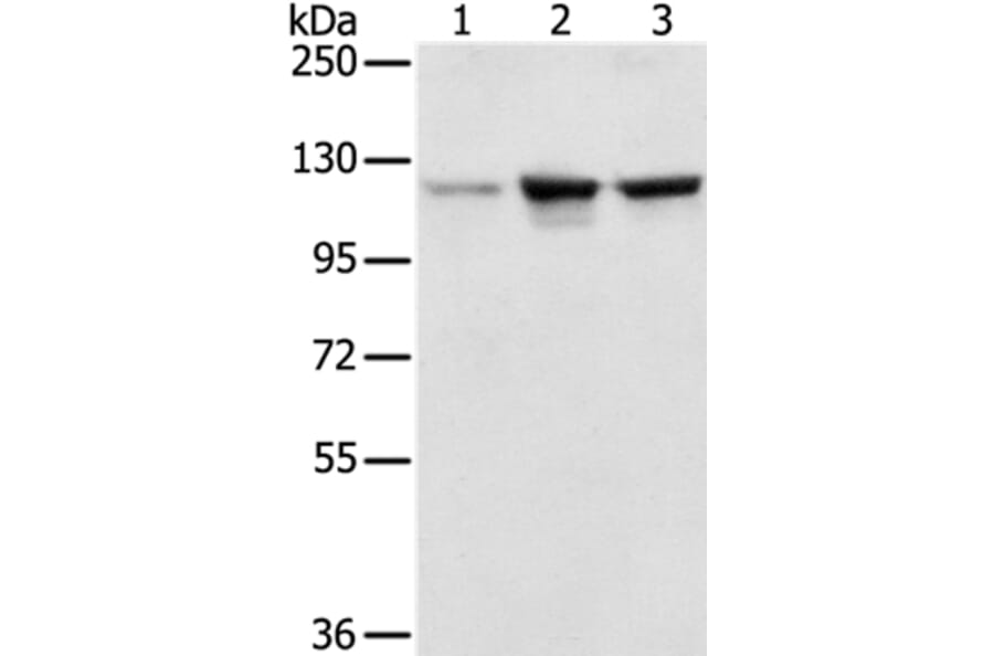 NAT10 Antibody from Signalway Antibody (36631) - Antibodies.com