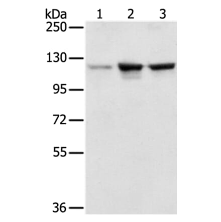 NAT10 Antibody from Signalway Antibody (36631) - Antibodies.com