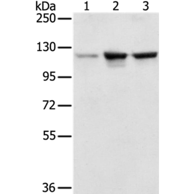 NAT10 Antibody from Signalway Antibody (36631) - Antibodies.com