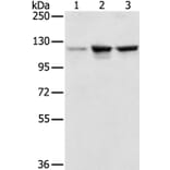 NAT10 Antibody from Signalway Antibody (36631) - Antibodies.com