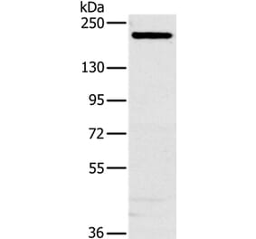NCOA3 Antibody from Signalway Antibody (36634) - Antibodies.com