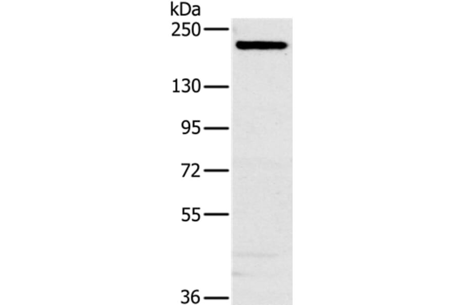 NCOA3 Antibody from Signalway Antibody (36634) - Antibodies.com