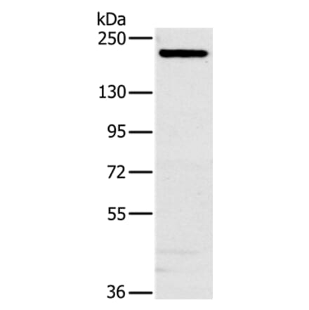 NCOA3 Antibody from Signalway Antibody (36634) - Antibodies.com