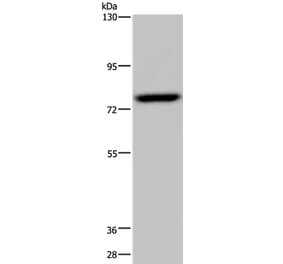 NR4A1 Antibody from Signalway Antibody (36665) - Antibodies.com