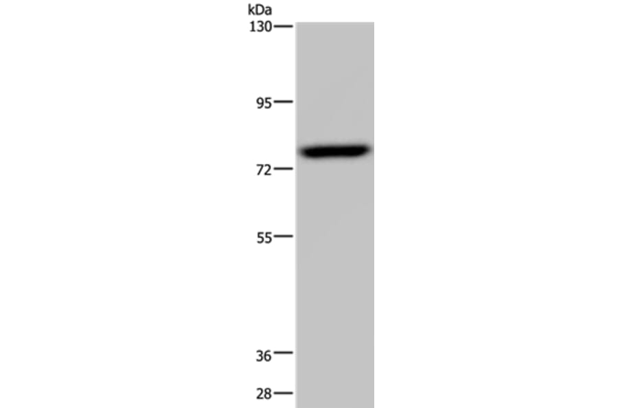 NR4A1 Antibody from Signalway Antibody (36665) - Antibodies.com