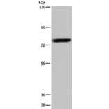 NR4A1 Antibody from Signalway Antibody (36665) - Antibodies.com